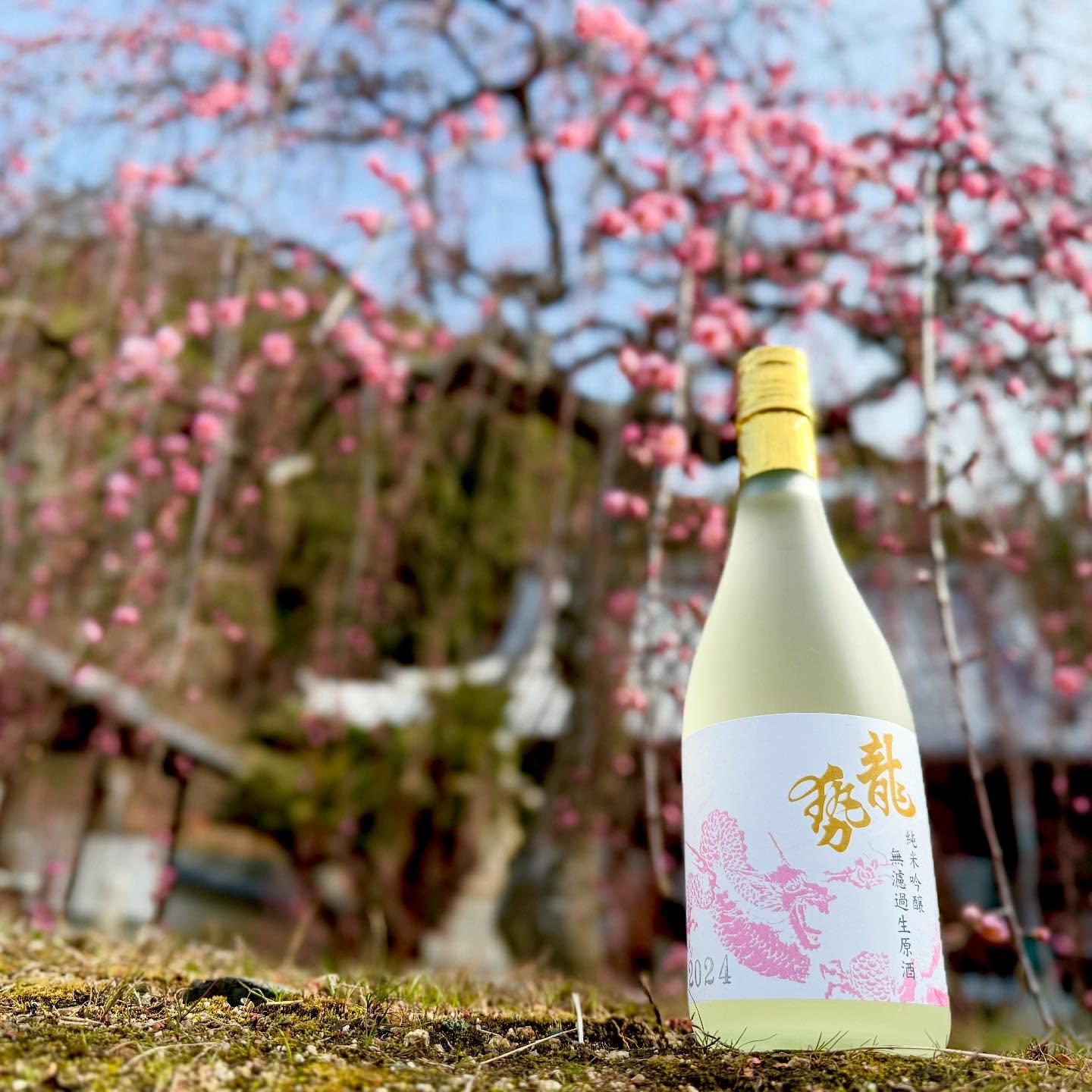 春限定！龍勢 桃ラベル 純米吟醸生原酒 蔵出し開始 – 藤井酒造